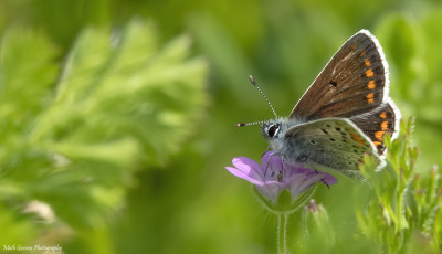 Bruin blauwtje (Brown Argus)   Landgraaf  28 mei '21.