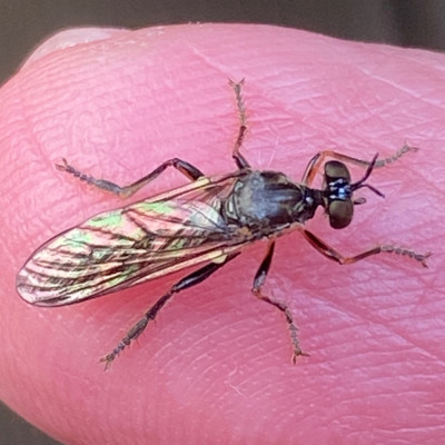 01-09' (Gewone bladjager - Dioctria hyalipennis).jpeg