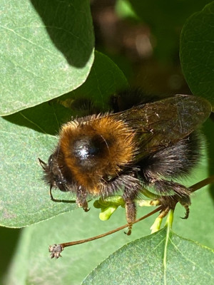 42 Boomhommel (Bombus hypnorum).jpeg