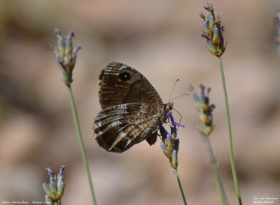 Kleine saterzandoog - Satyrus actaea -  Vilanova de Meià - Spanje