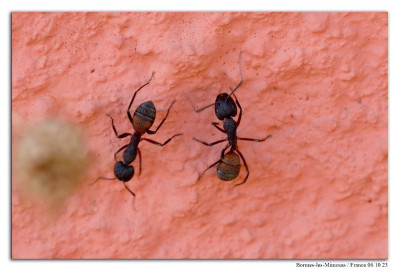 Camponotus cruentatus 221006-71 kopie.jpg