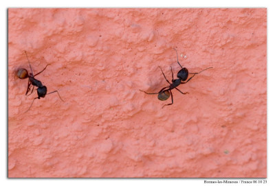 Camponotus cruentatus 221006-69 kopie.jpg