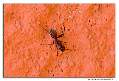 Camponotus cruentatus 221006-68 kopie.jpg
