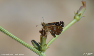 Zuidelijke aardbeivlinder - Pyrgus malvoides - Llimiana - Spanje