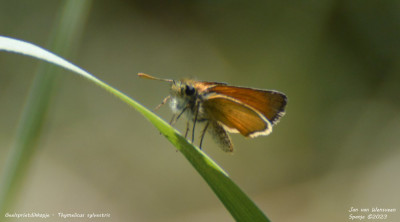 Geelsprietdikkopje - Thymelicus sylvestris - Lladorre - Spanje