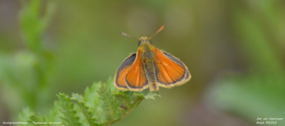 Geelsprietdikkopje - Thymelicus sylvestris - Fond de Noye - België