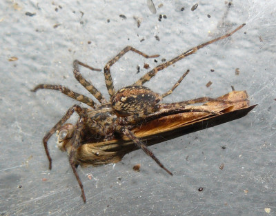 Bonte trechterspin (Tegenaria ferruginea)02.jpeg