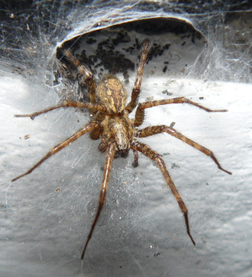 Bonte Trechterspin (Tegenaria ferruginea)01.jpeg