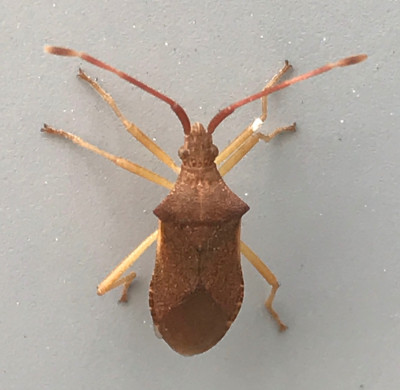 Smalle randwants (Gonocerus acuteangulatus).jpeg