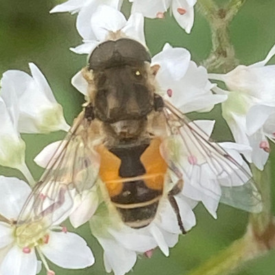 01-55' (Kleine bijvlieg - Eristalis arbustorum).jpeg