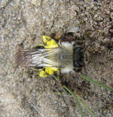 1 Grijze Zandbij (Andrena vaga).jpeg
