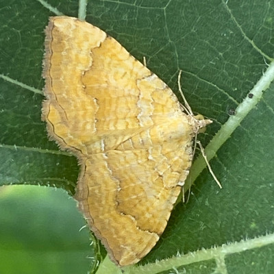 05-19' (Gestreepte goudspanner - Camptogramma bilineata).jpeg