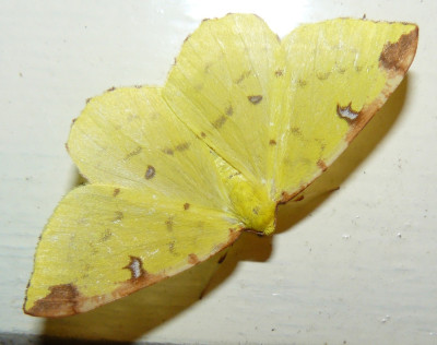 Hagedoornvlinder (Opisthograptis luteolata).jpeg