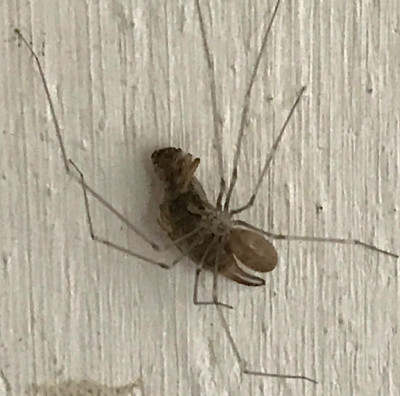 Grote trilspin (Pholcus phalangioides).jpeg