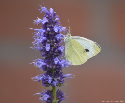 Scheefbloemwitje - Pieris mannii ?