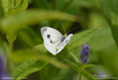 Scheefbloemwitje - Pieris mannii - Capelle aan den IJssel