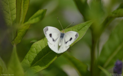 Scheefbloemwitje - Pieris mannii - Capelle aan den IJssel