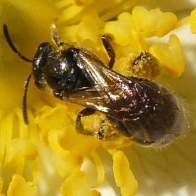 04-07' (Groefbij - Lasioglossum spec.).jpeg