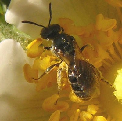 Groefbij (Lasioglossum spec.)04.jpeg