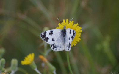 Resedawitje - Pontia daplidice - Aldea - Spanje