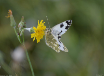 Resedawitje - Pontia daplidice - Aldea - Spanje