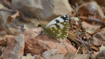 Resedawitje - Pontia daplidice - Horta de sant Joan - Spanje