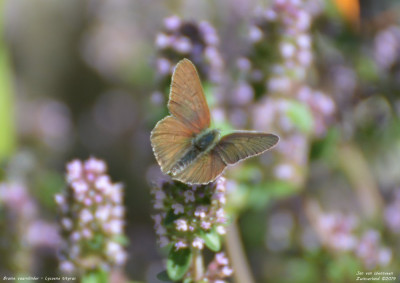 Bruine vuurvlinder - Lycaena tityrus - Wallis - Zwitserland