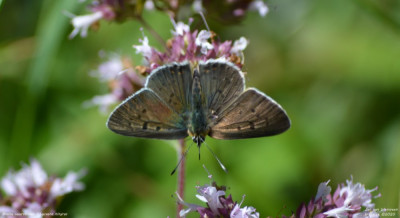 Bruine vuurvlinder - Lycaena tityrus - Boutx - Frankrijk