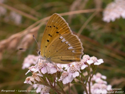 Morgenrood - Lycaena virgaureae - Wallis - Zwitserland