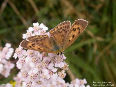 Morgenrood - Lycaena virgaureae - Wallis - Zwitserland