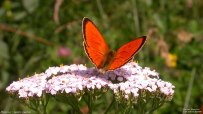 Morgenrood - Lycaena virgaureae - Wallis - Zwitserland