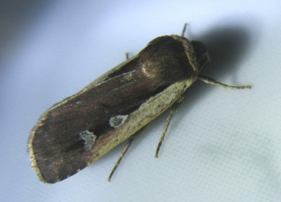 124010499_2 Haarbos.jpg