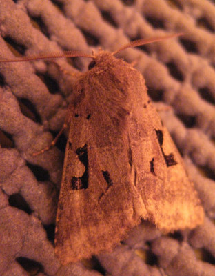 106391629_2 Nunvlinder Texel.jpg