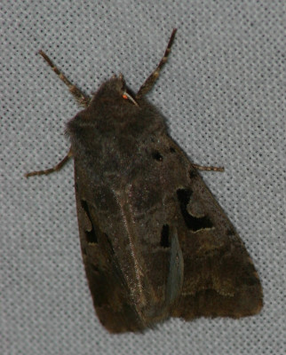 123690926_1 Nunvlinder Swalmen.jpg
