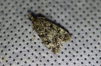 IMG_3233-2 Nazomergranietmot (Eudonia truncicolella).JPG