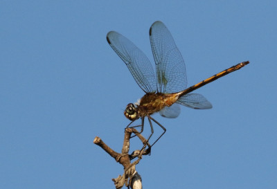 Brachymesia herbida - Bruine trenswachter.JPG