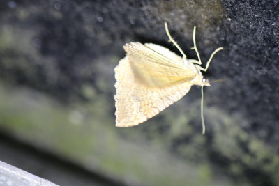 IMG_1421-2 Gestreepte goudspanner (Camptogramma bilineata).JPG