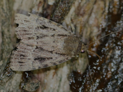 IMG_1629-2 Piramidevlinder (Amphipyra pyramidea).JPG