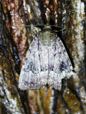 IMG_1624-2 Piramidevlinder (Amphipyra pyramidea).JPG