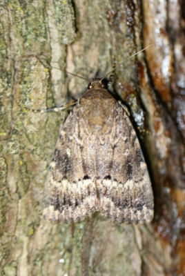 IMG_1626-2 Piramidevlinder (Amphipyra pyramidea).JPG