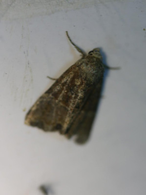 IMG_1335-2 Zandhalmuiltje (Mesoligia furuncula).JPG