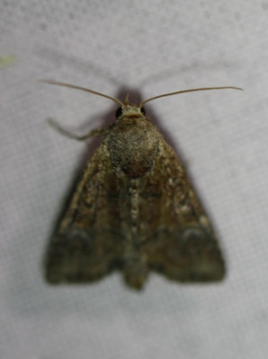 IMG_1703-2 Zandhalmuiltje (Mesoligia furuncula).JPG