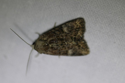 IMG_1604-2 Zandhalmuiltje (Mesoligia furuncula).JPG