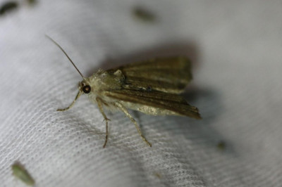 IMG_1318-2 Zandhalmuiltje (Mesoligia furuncula).JPG
