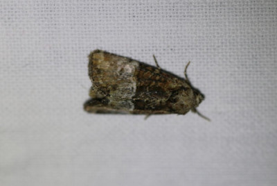 IMG_1613-2 Zandhalmuiltje (Mesoligia furuncula).JPG