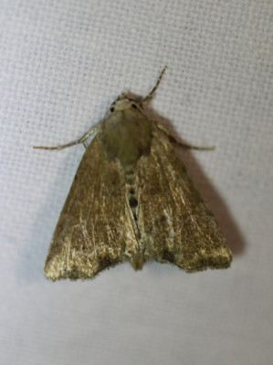IMG_1321-2 Zandhalmuiltje (Mesoligia furuncula).JPG