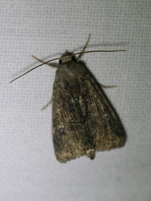 IMG_1711-2 Zandhalmuiltje (Mesoligia furuncula).JPG