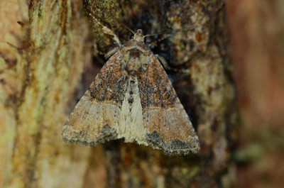 IMG_1689-2 Zandhalmuiltje (Mesoligia furuncula).JPG