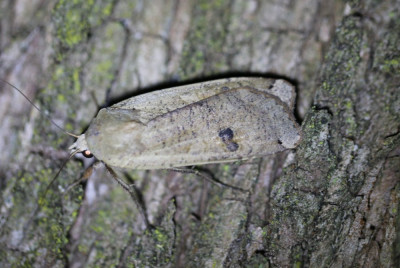 IMG_1628-2 Huismoeder (Noctua pronuba).JPG