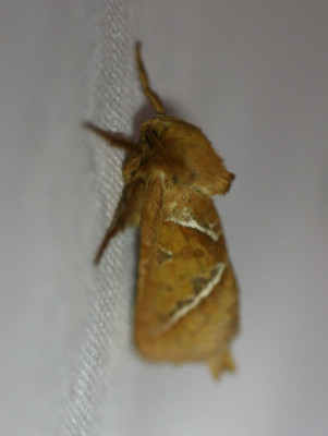IMG_1306-2 Oranje wortelboorder (Triodia sylvina).JPG